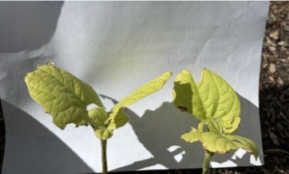 A photo of sensitive snapbeans in an ozone garden.