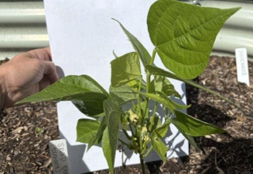 A photo of tolerant snapbeans in an ozone garden.